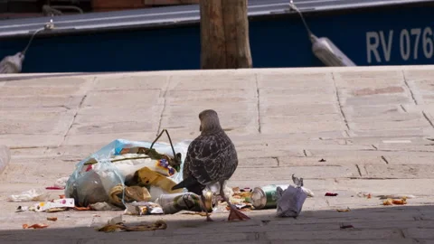 A seabird eating trash Stock Footage 248054618