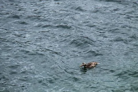 Seabird Feeding. Stock Photos