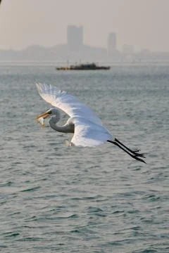 Seabird in flight with fish. Stock Photos