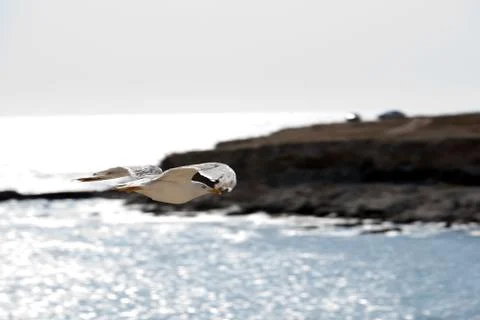 Seabird in flight Stock Photos