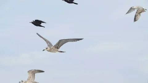 Seabird In Flight - Slow Motion video, Caspian Tern, Gull, Sea Bird Stock Footage 98675052