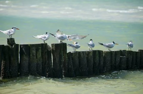 Seabird in flight Sterna Maxima Stock Photos