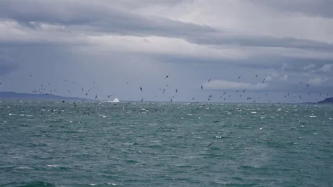 Seabird Flock Over Windy Beagle Channel Argentina Видео 331632633