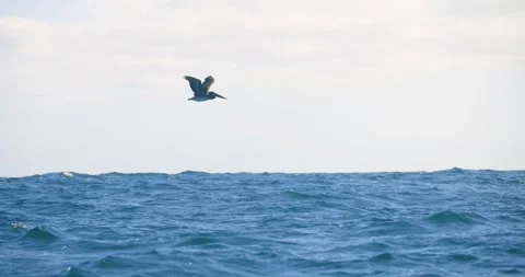 Seabird Flying Above Choppy Open Ocean Stock Footage 341639595