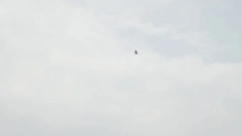 Seabird Flying In Distance 库存影片 205400312