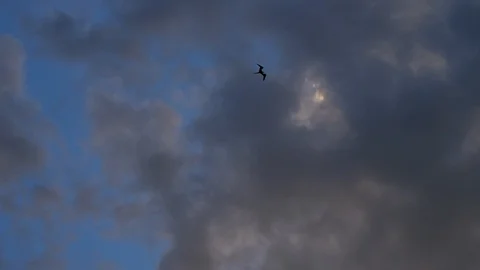 Seabird flying high in the clouds Stock Footage 88844416