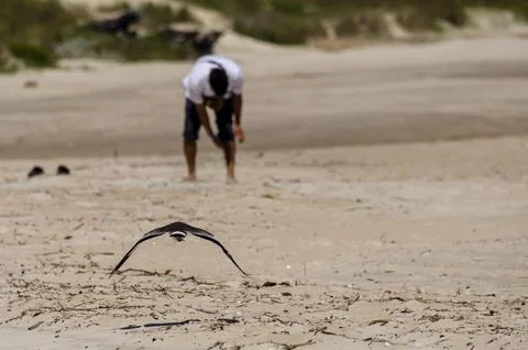 Seabird flying low over sandy beach with blurred person in background Stock Photos