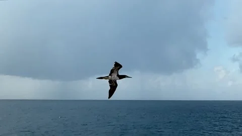Seabird Flying Over Ocean Before Storm Clouds at Sea Stock Footage 336590607