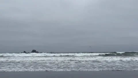 Seabird Flying Over Waves at Wilson Creek Beach Video stock 342551835