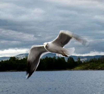Seabird flying Foto stock