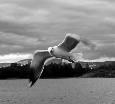 Seabird flying Foto stock