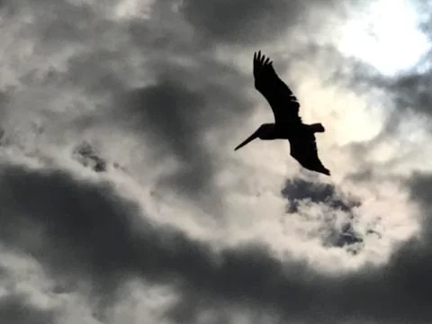 Seabird Flyover Stock Photos