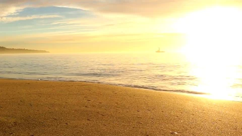 Seabird flys to the Sunset Video stock 83335242