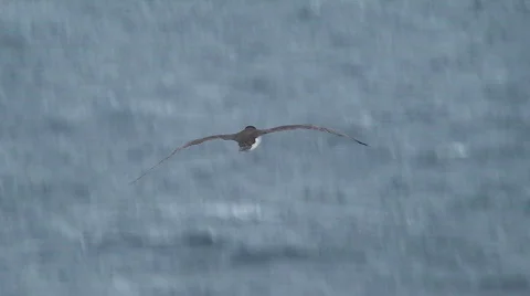 Seabird  Stock Footage 435821