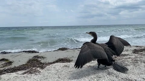 Seabird Stock Footage 156163990