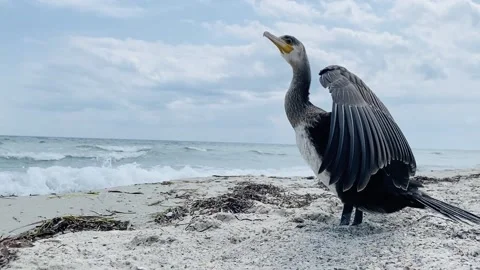 Seabird Stock Footage 156163994