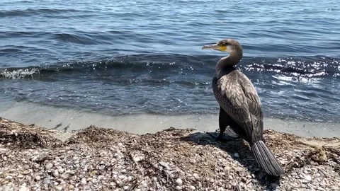Seabird Stock Footage 156164007
