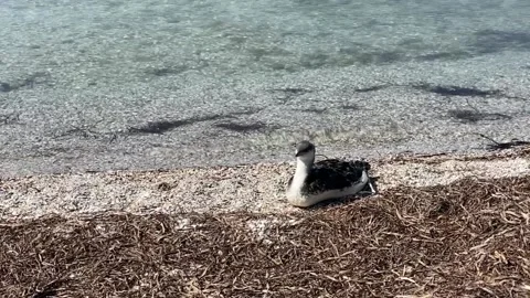 Seabird Stock Footage 156164643