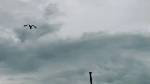 Seabird glides above the ocean surface Stock Footage 336591281