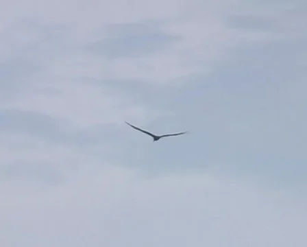 Seabird gliding 库存影片 96513