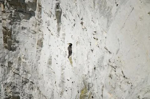 Seabird hiding in cliffs Stock Photos