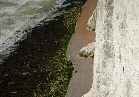 Seabird hiding in cliffs Stock Photos