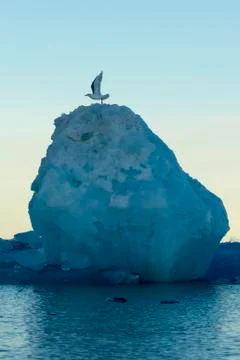 Seabird on ice cake Stock Photos