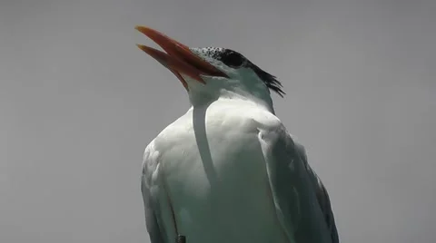 Seabird Mexico Stock Footage 2372039