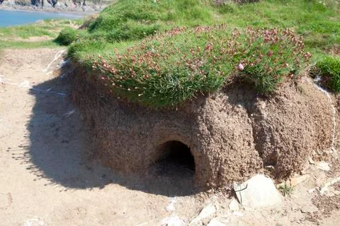 Seabird nesting hole Stock Photos