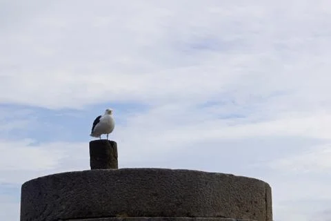 Seabird at the Old Howth Harbour Lighthouse Pier Stock Photos