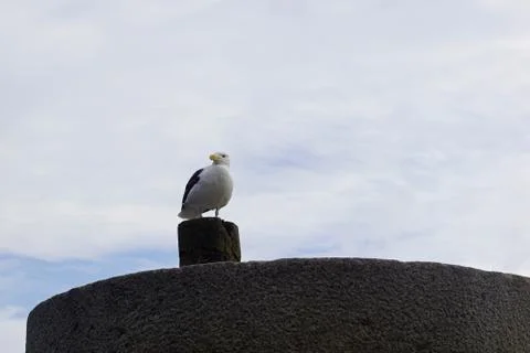 Seabird at the Old Howth Harbour Lighthouse Pier Stock Photos