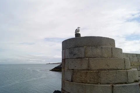 Seabird at the Old Howth Harbour Lighthouse Pier Stock Photos