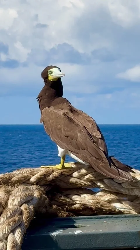 Seabird perched on the railing of a vessel surrounded Stock Footage 335797920