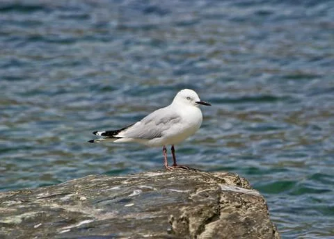 Seabird Foto stock