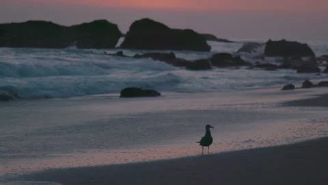 Seabird playing in water at Thousand Steps Beach Sunset Stock Footage 174879945