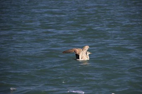 Seabird Ready to Take Off Stock Photos