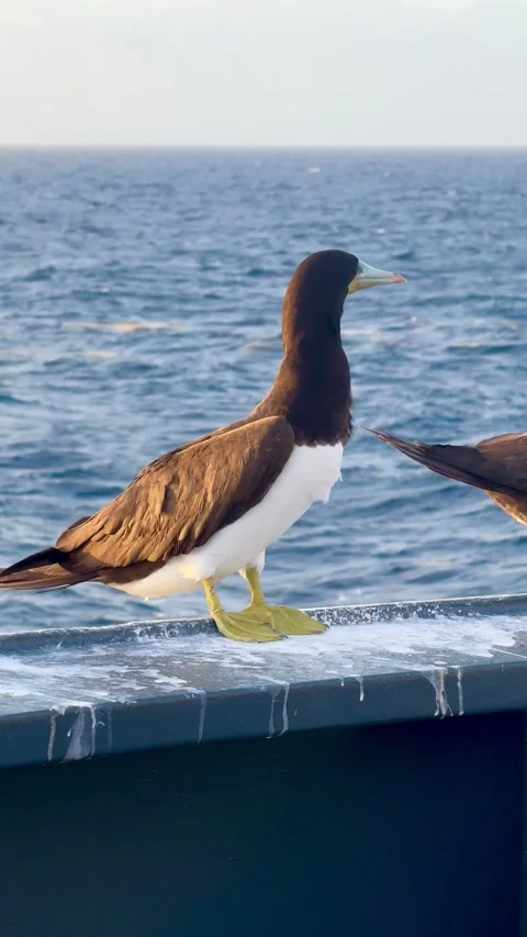  seabird resting on the side of a cargo vessel  Stock Footage 335670661