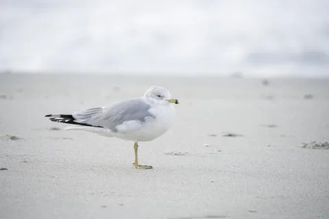 Seabird on the shore. Stock Photos