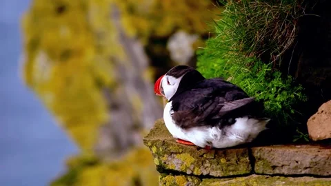 Seabird Sitting on Rock Stock Footage 310853285