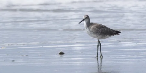 Seabird standing in the gentle waves Stock Footage 103485111