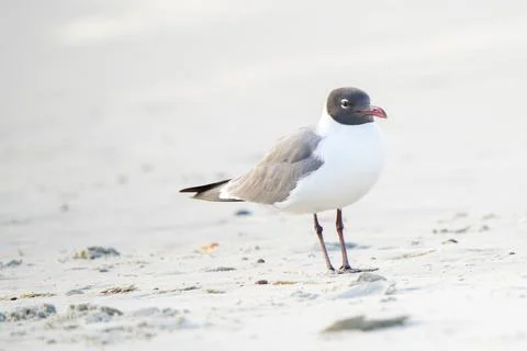 Seabird standing on sand. Stock Photos