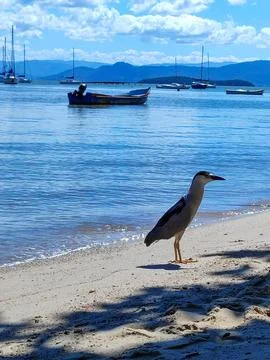 Seabird sunbathing on the beach Stock Photos