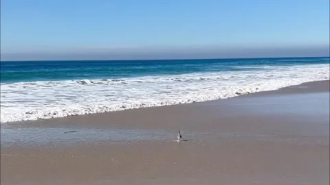 Seabird swept away by ocean waves natural sound 1080p 16x9 Vídeos de archivo 333281529