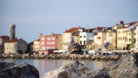 Seabird taking of from a rock in slowmotion Stock Footage 101093960