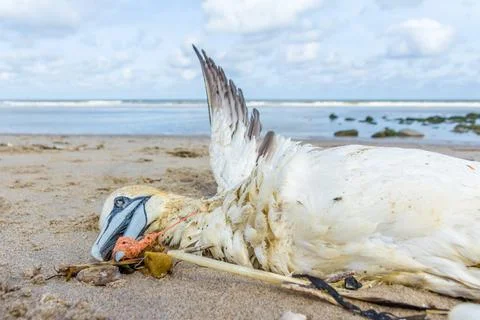 Seabird trapped in plastic Stock Photos