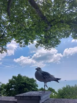 Seabird in varna Stock Photos