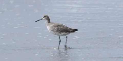 Seabird walking in the shallow sea waves at the coast Video stock 103485138