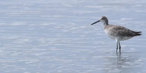 Seabird walking in the shallow sea waves at the coast Stock Footage 103485153