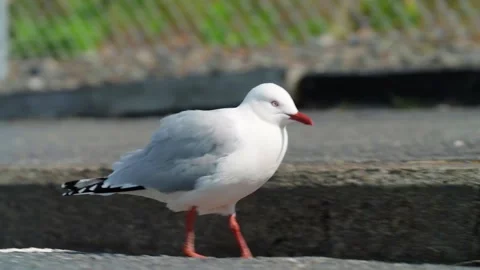 A seabird walks on the ground Stock Footage 257653373