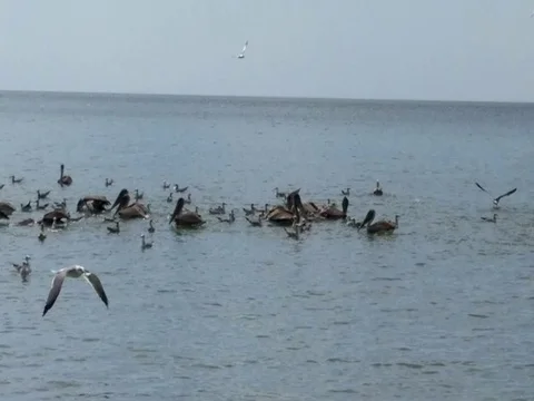 Seabirds amass in the shallows Stock Footage 80688756